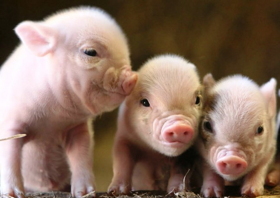Свиня-скарбничка віддасть більше вкладеного: створений план організації перспективної свиноферми
